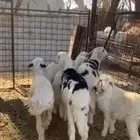 رخال للبيع عدد 6
