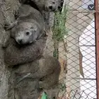 وبران للبيع على الشرط ذكور لذبح الموقع خميس مشيط