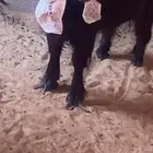 مطلوب عنز تحتها ثنين