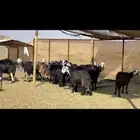 ضأن مراح واحد دفيع ومتابيع بفحلها