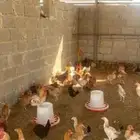 دجاج بلدي بياض