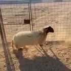 رخل نعيميه جذعه