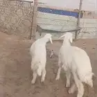 خروف و رخل حريه نظيفه