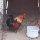 ديك عربي