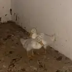 للبيع