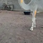 قعود سنه لقي على بعرين فنجال الشيباني