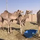 بكار مكنسلات سلاله فل