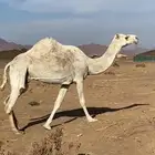ناقه للبيع