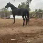 حصان عربي واهو