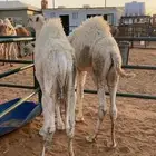 قعدان 2 على حليب ومقفله شحم السوم على 3900