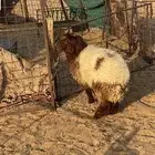 رخل طيبه