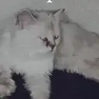 قطو