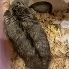 هامسترين روسيين