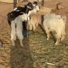 تيوس للبيع