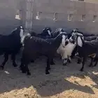 للبيع جفرات طيبه