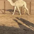 للبيع بكره لبنانيه فل شحم عمر 8 اشهور. ع برسيم وفير شعير