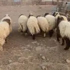 خرفان ورخال