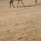 للبيع خلفات كفوو ياهل الزين