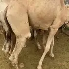 للبيع القعدان الكفو للمبادي وزواجات فل شحم ولحم