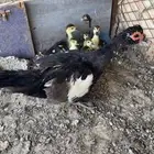 بطه بفروخها