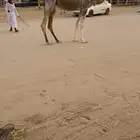 عرض عرض ل هل الزين بكره شقحاء