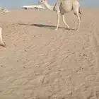 بكار حقايق رمانيات طفاح وسره ورق منوة القناي