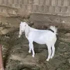 تيس