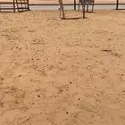 بكره حقه رمانيه بدويه كفو