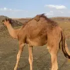 قعود للبيع