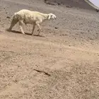 فحل حري