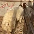 نعيم فاخر ماشاءالله