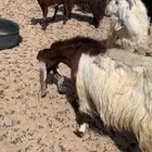 معزا دفيع مشاريك