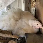 دجاج رومي