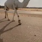 قعود باتلي فحل كفو