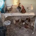 دجاج