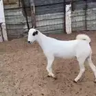 جفره بيشيه صنف دافع