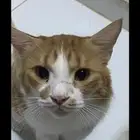 قط شيرازي معقم للتبني