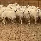 رخال حرية دفيع شرط