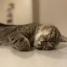 قط ذكر للتبني العاجل