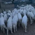 بهم تربيه تم البيع اضغط متابعه يصلك كل جديد