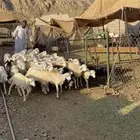 بهم حري 54 راس وسعر ممتاز