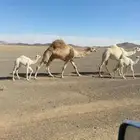 بعير مزيون و منتج رمان ابو يد