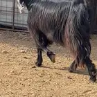 جفرة مضرع ( تم البيع )