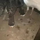 رومي