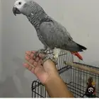 كاسكو