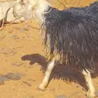 للبيع خروف نجدي