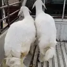 طلي ورحل راحت الرخل باقي الطلي والبيع عجل الحد 1150