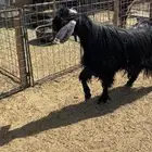 تيس فحل عارضي صنف ومعرف مشروط وسنه موضح بي الصوره توه سديس