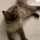 ابي قط للتبني كيتن وعندي كامل الاغراض بس ابي القطوه