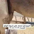 صعود البيغ